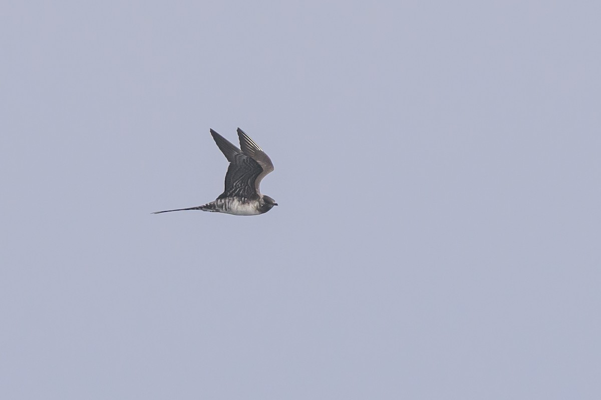 長尾賊鷗 - ML643438366