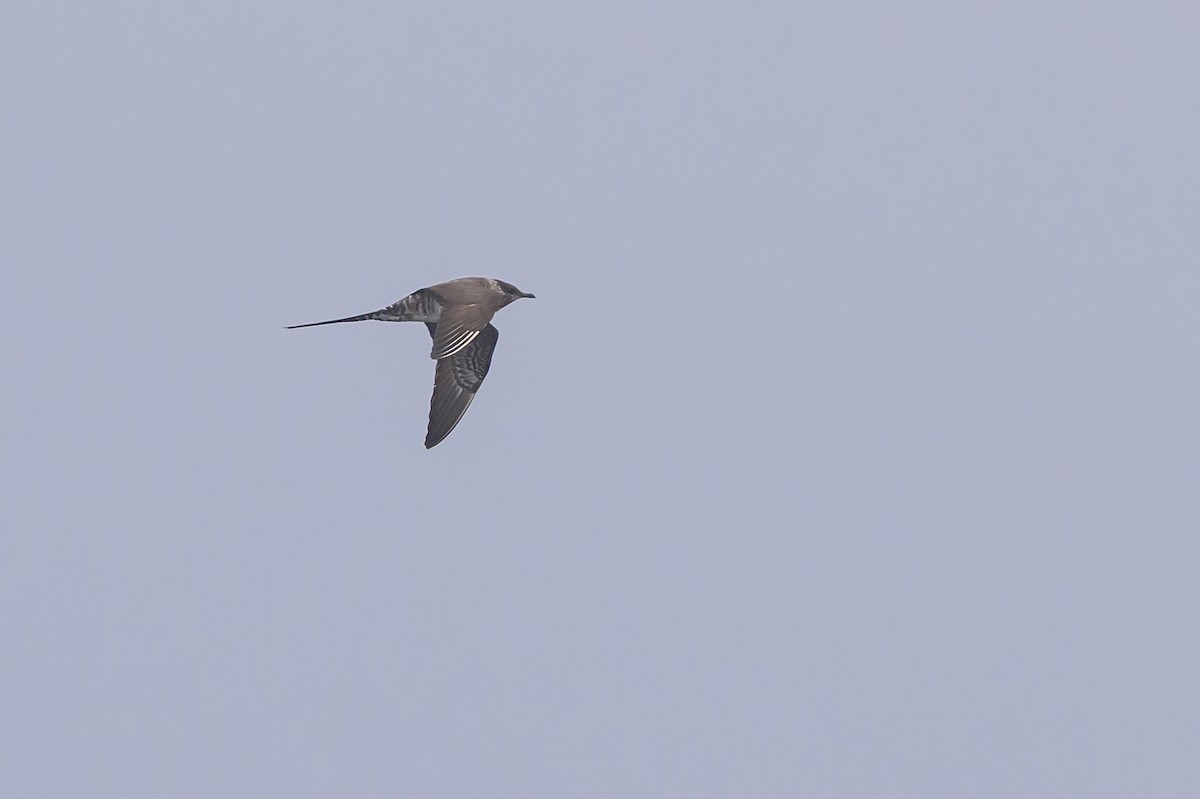 長尾賊鷗 - ML643438372