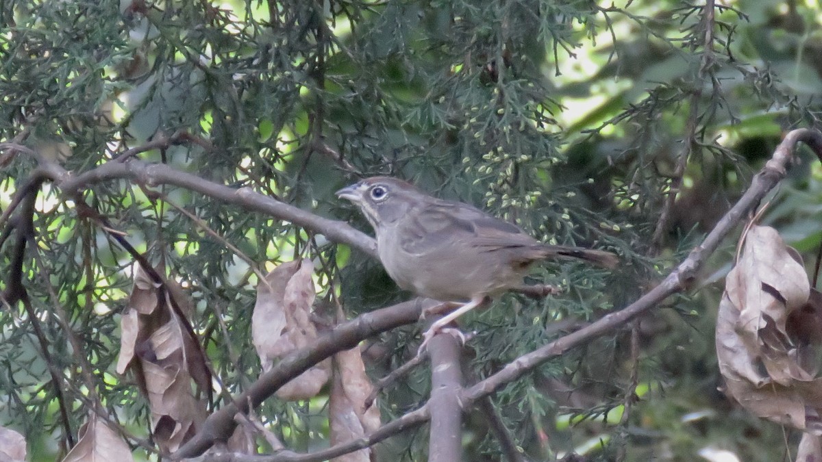 Rufous-crowned Sparrow - ML643438375