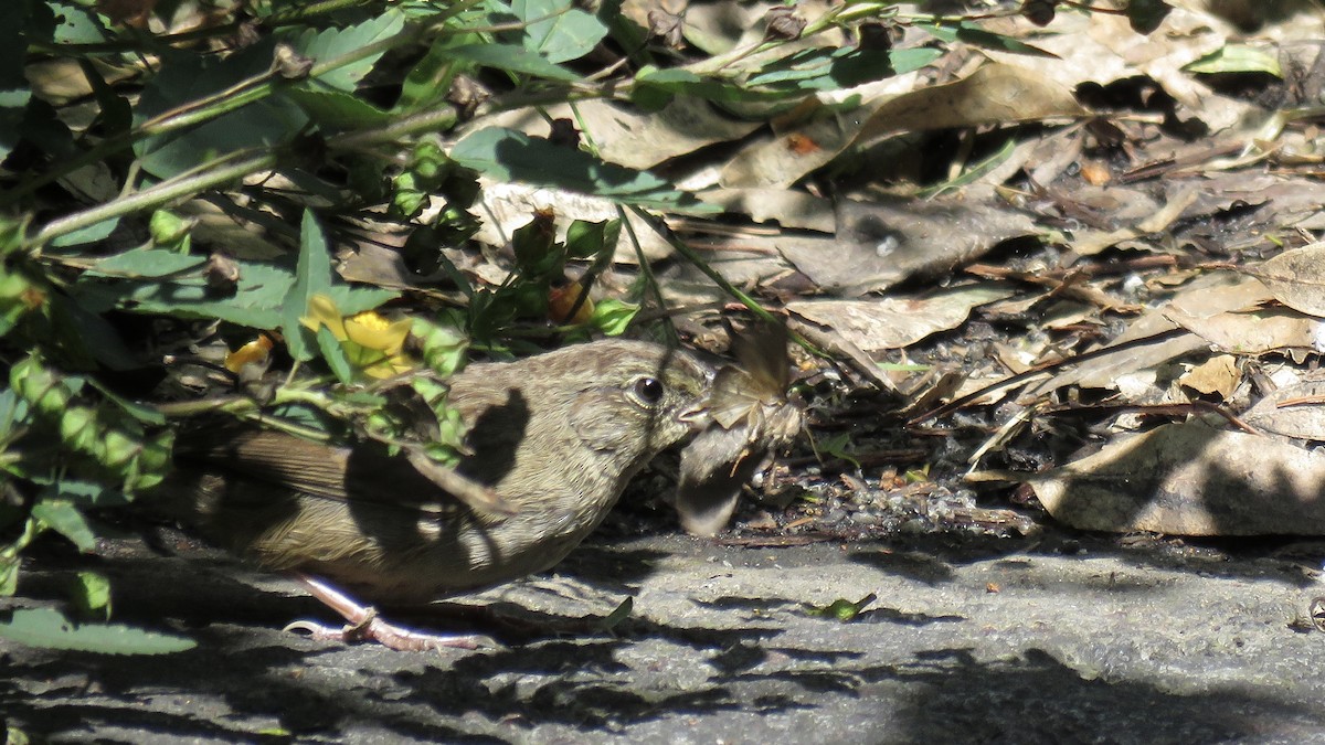 Rufous-crowned Sparrow - ML643438376
