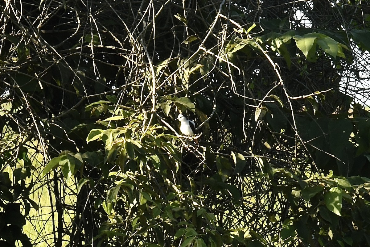 Pied Water-Tyrant - ML643438377