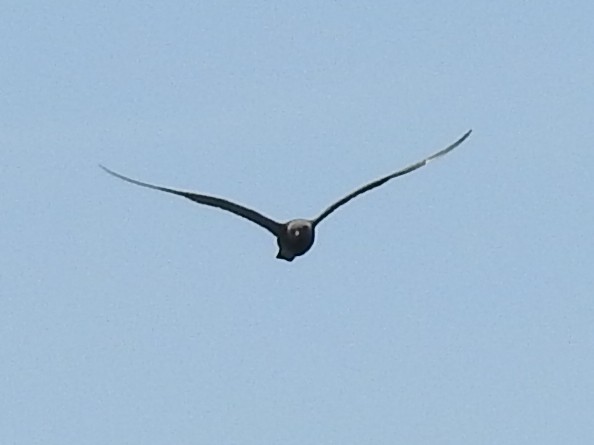 Long-tailed Jaeger - ML643438382