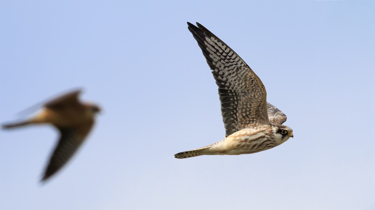 Red-footed Falcon - ML643438396
