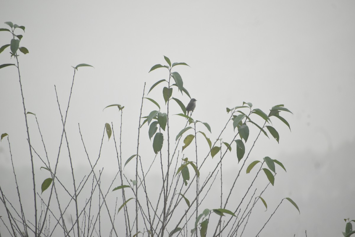 Gray Bushchat - ML643438402