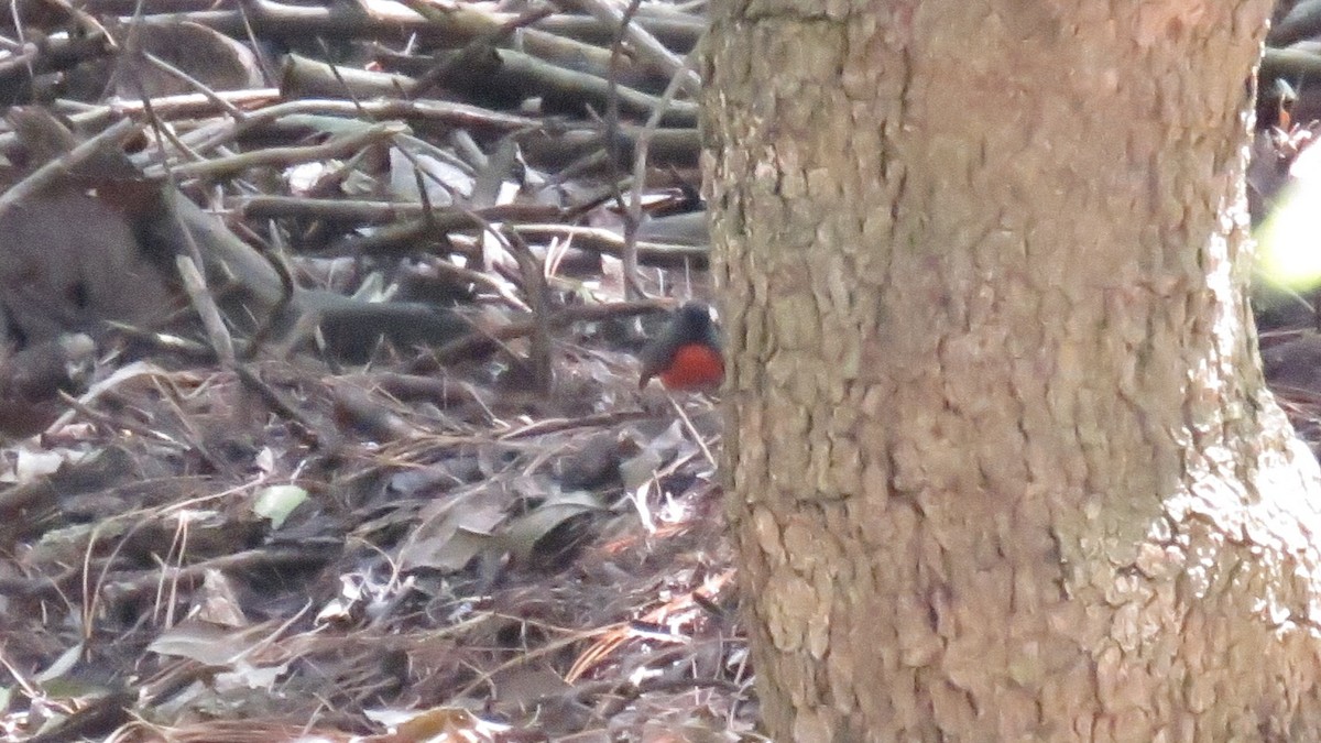 Paruline ardoisée - ML643438435