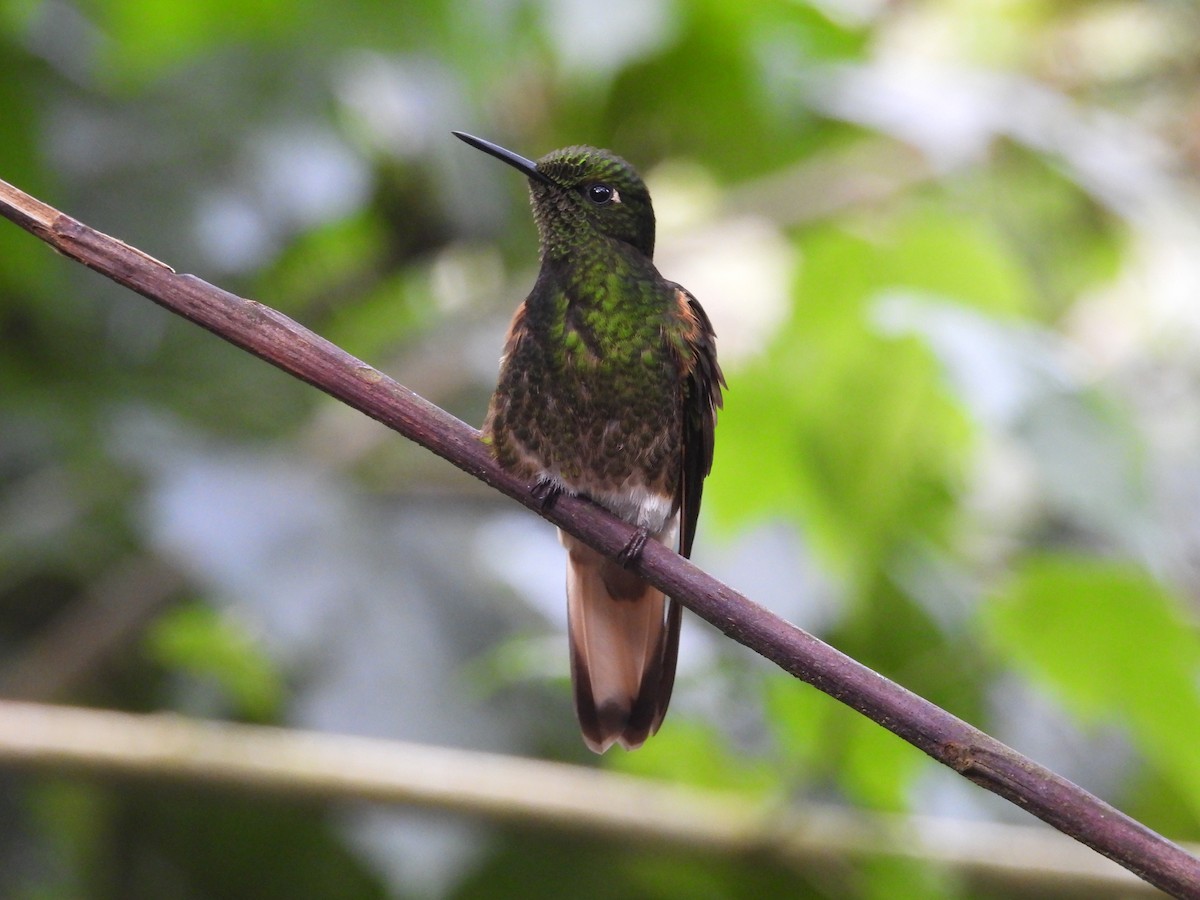 Buff-tailed Coronet - ML643438442