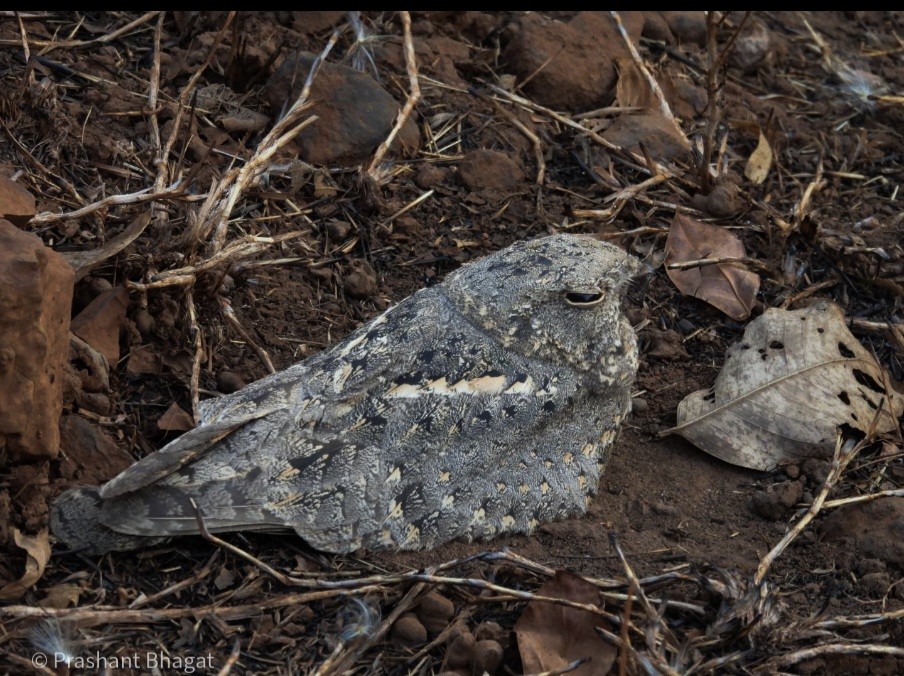 Savanna Nightjar - ML643438451