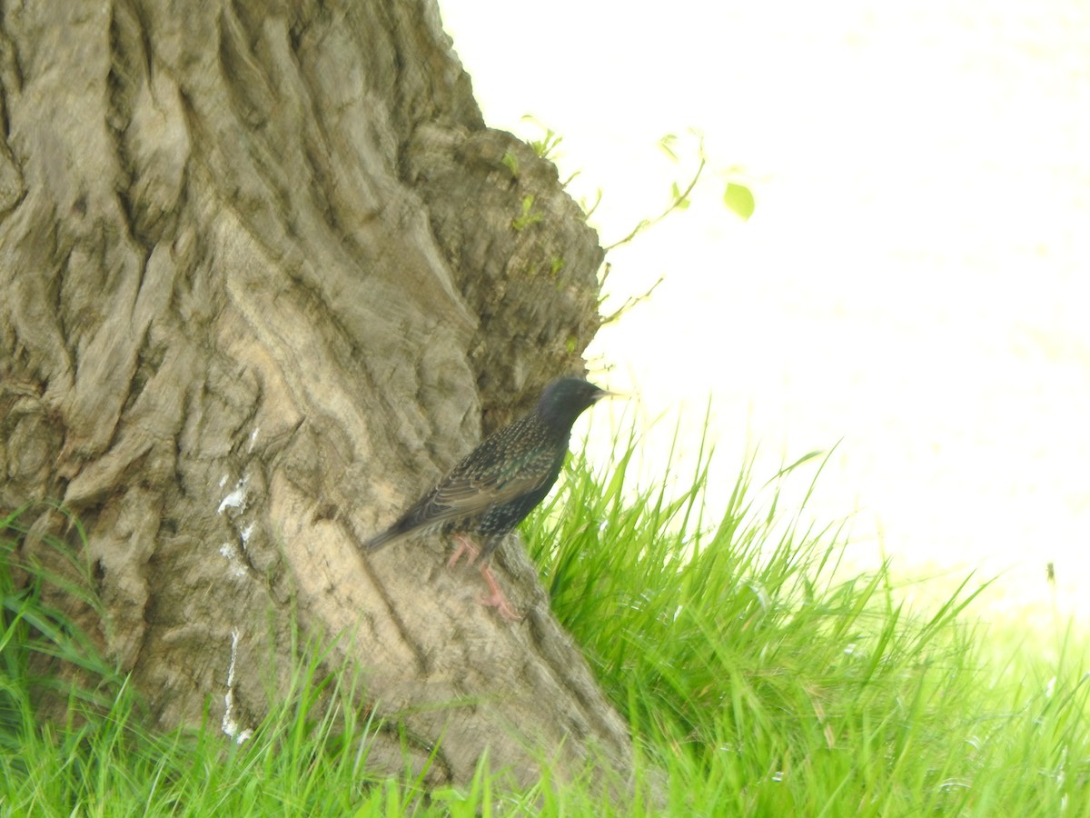 European Starling - ML643438453
