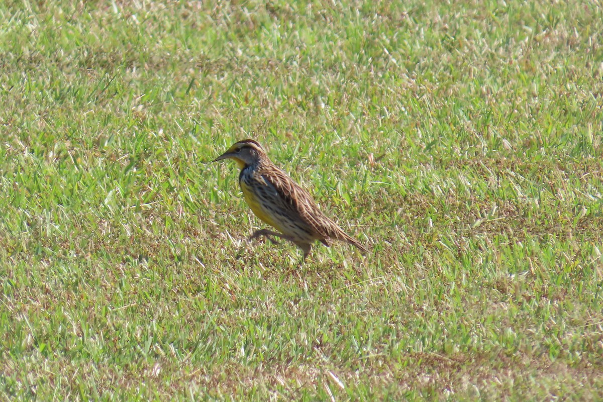 Eastern Meadowlark - ML643438454