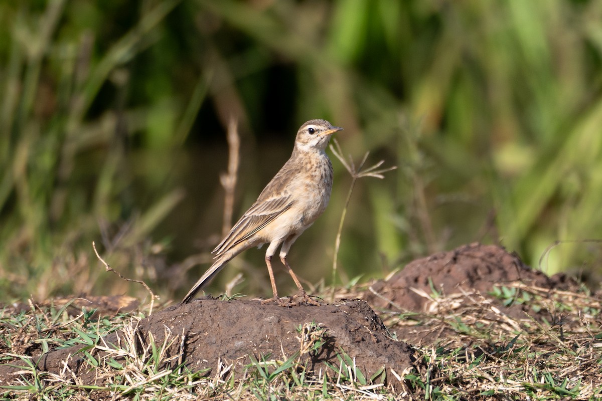 Plain-backed Pipit - ML643438459