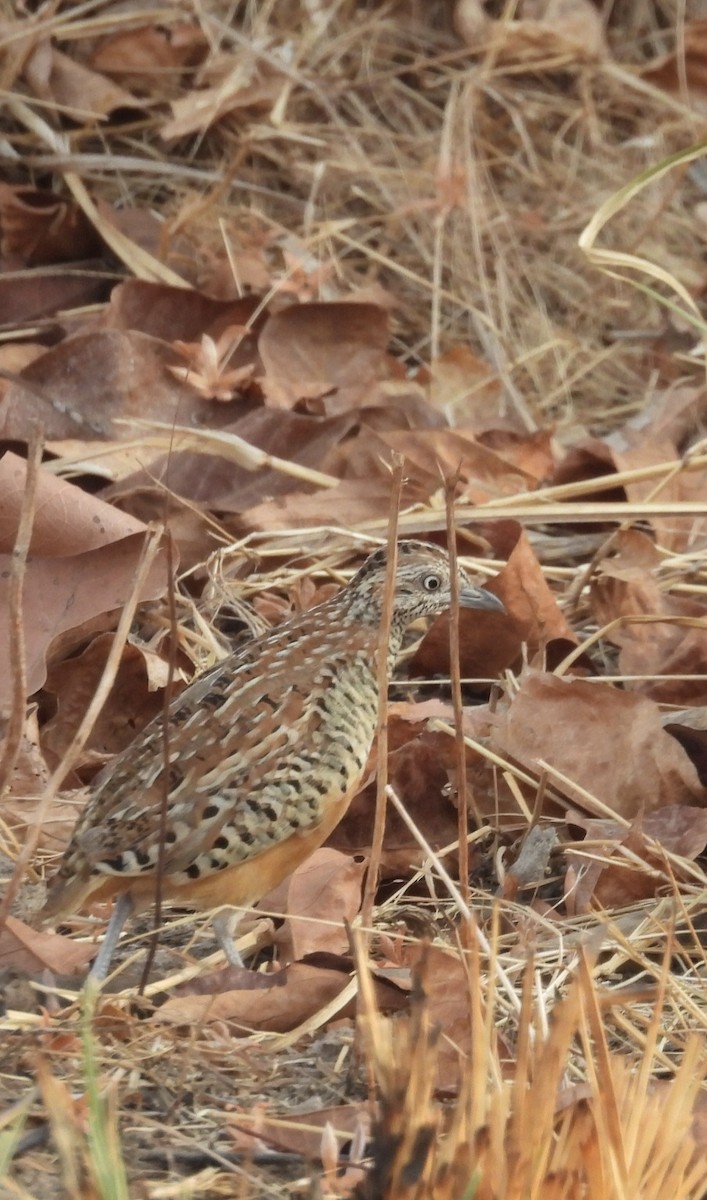 Barred Buttonquail - ML643438467