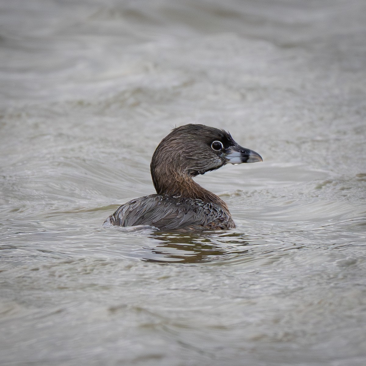 Pied-billed Grebe - ML643438487