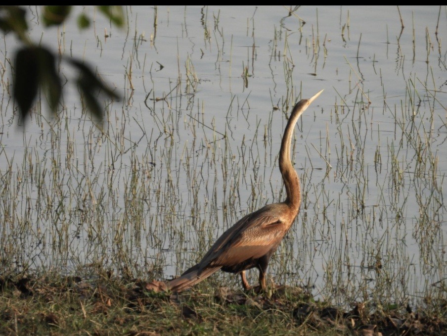 Oriental Darter - ML643438491