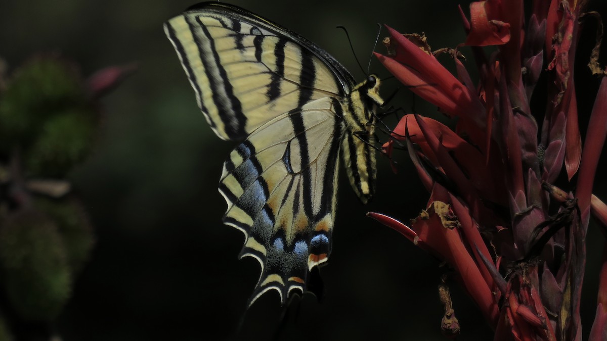 Two-tailed Swallowtail - ML643438494