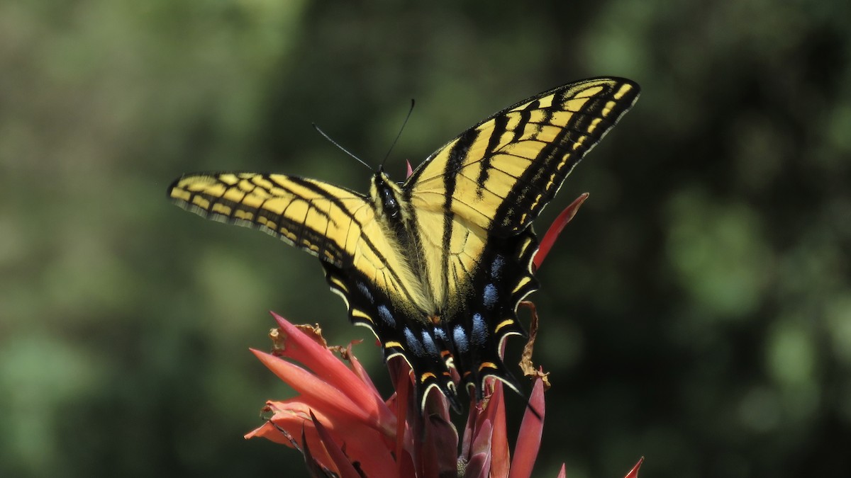 Two-tailed Swallowtail - ML643438495