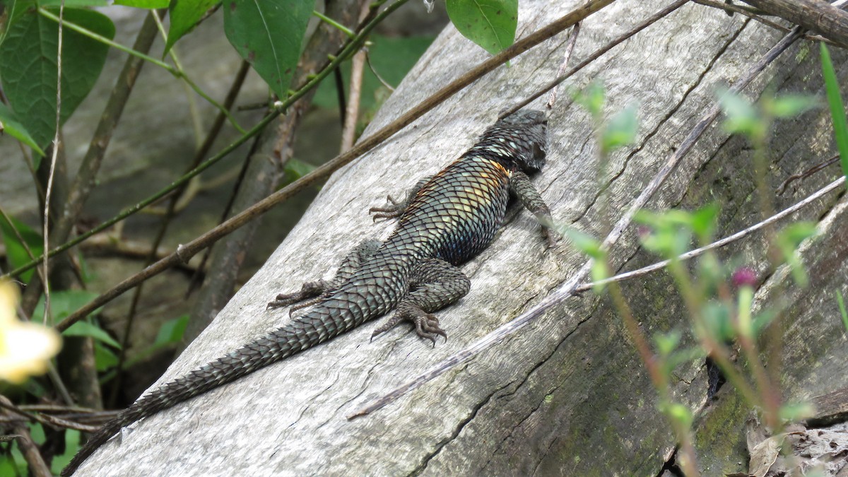 Spiny Lizards - ML643438496