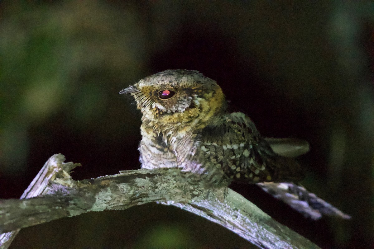Scissor-tailed Nightjar - ML643438504