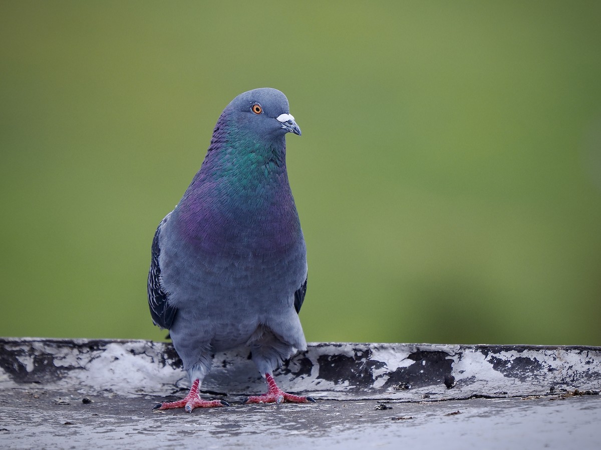 Rock Pigeon (Feral Pigeon) - ML643438515