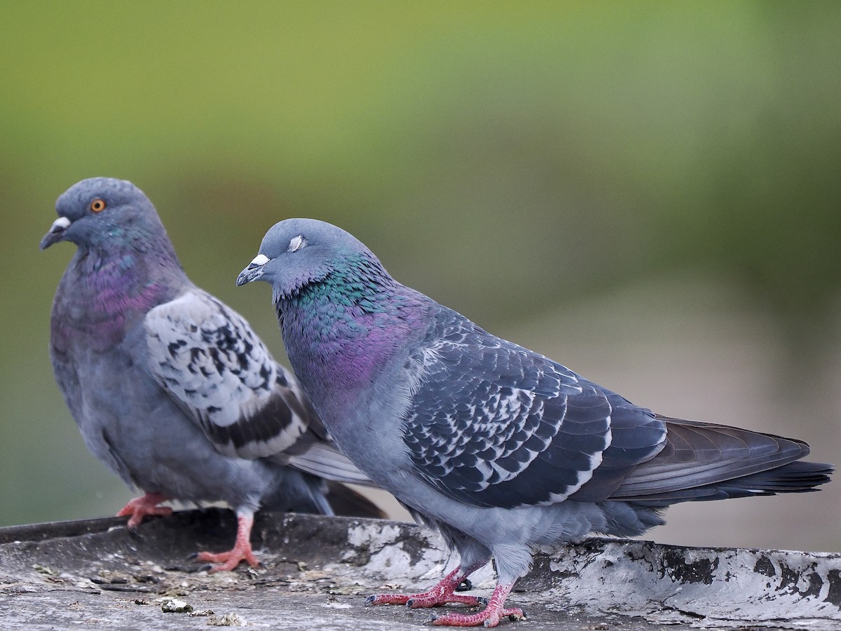 Rock Pigeon (Feral Pigeon) - ML643438516