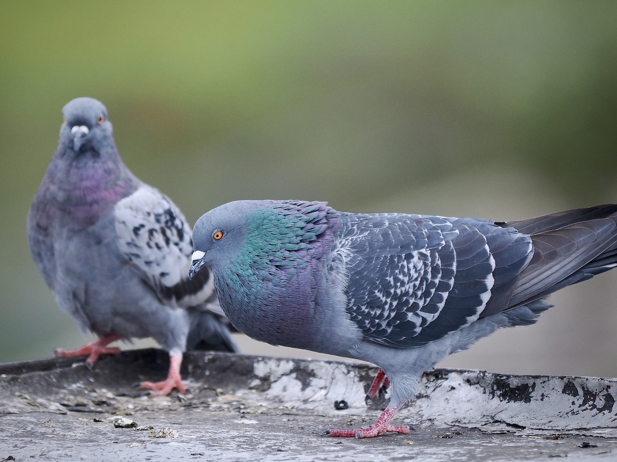 Rock Pigeon (Feral Pigeon) - ML643438517