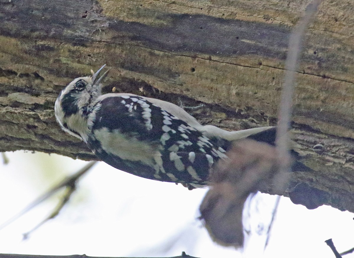 Downy Woodpecker - ML643438520