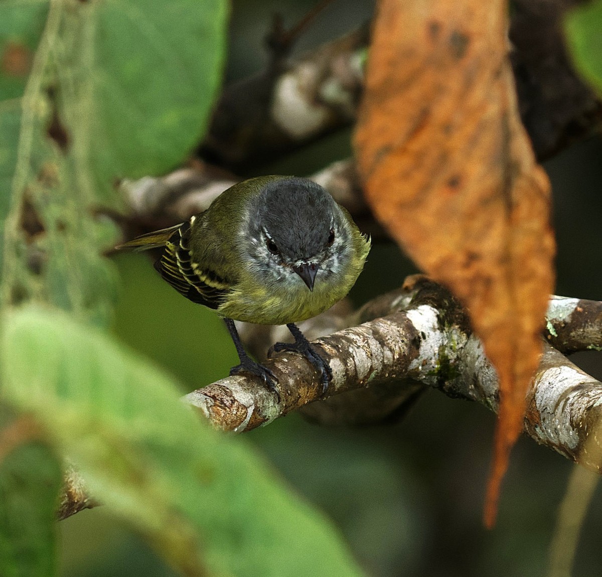 White-fronted Tyrannulet - ML643438523