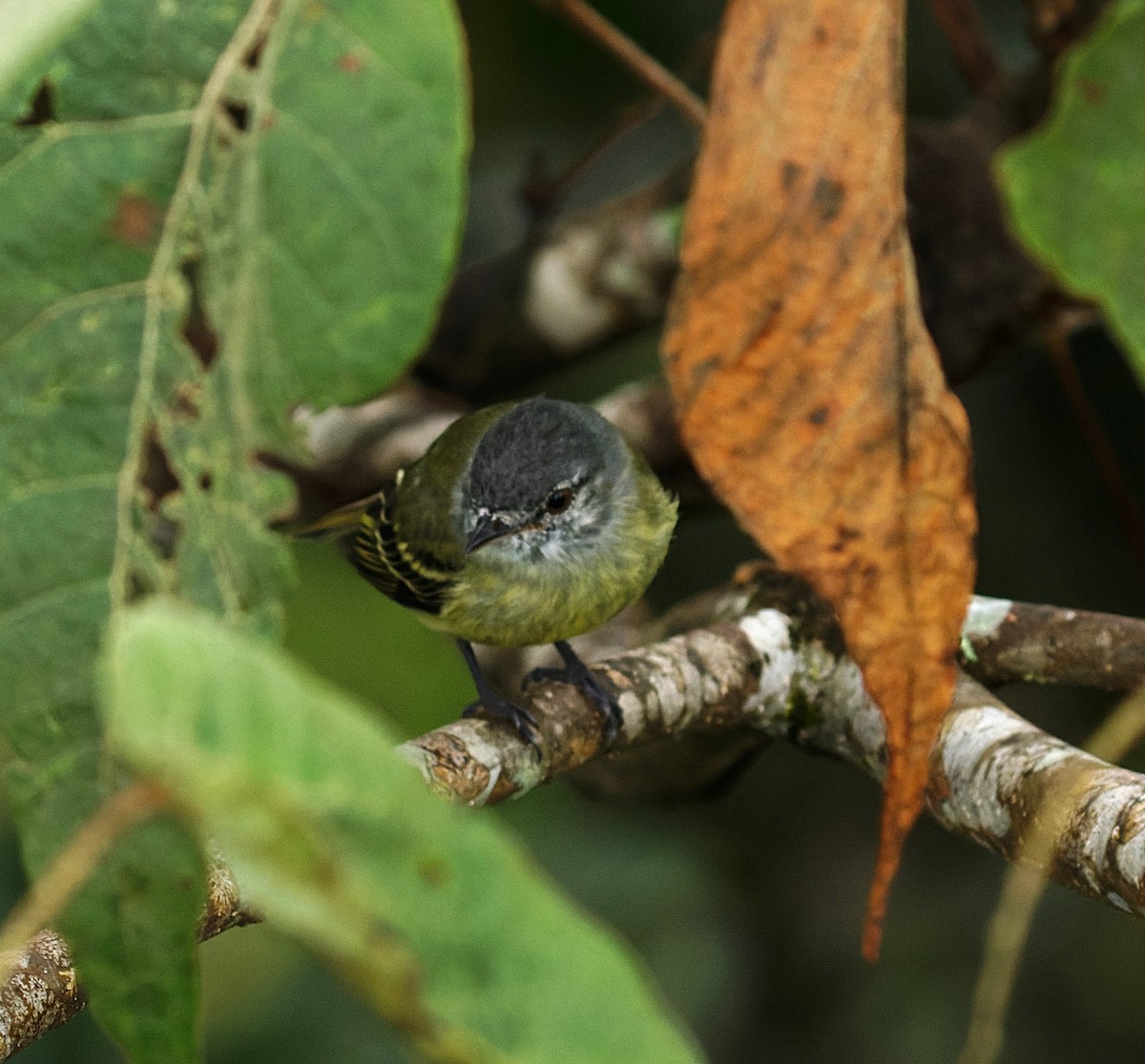 White-fronted Tyrannulet - ML643438525