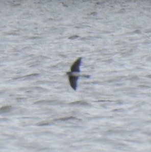 Northern Rough-winged Swallow - ML643438527