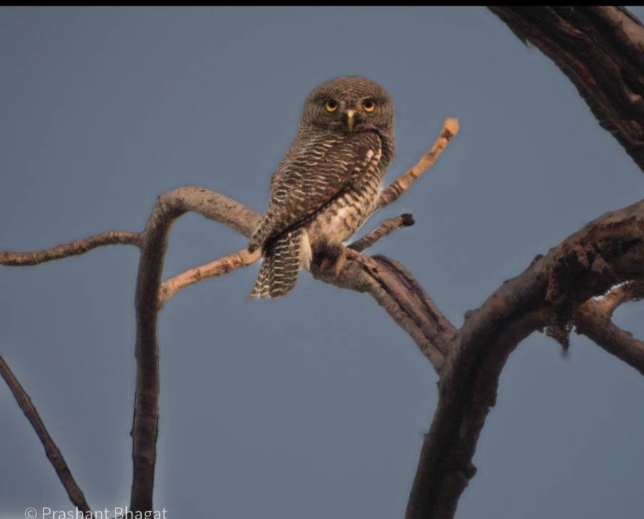 Jungle Owlet - ML643438528