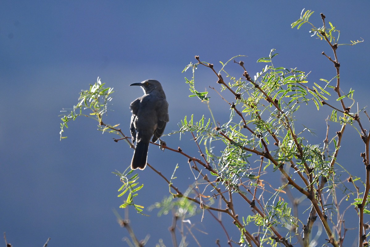 Кривоклювый пересмешник - ML643438531