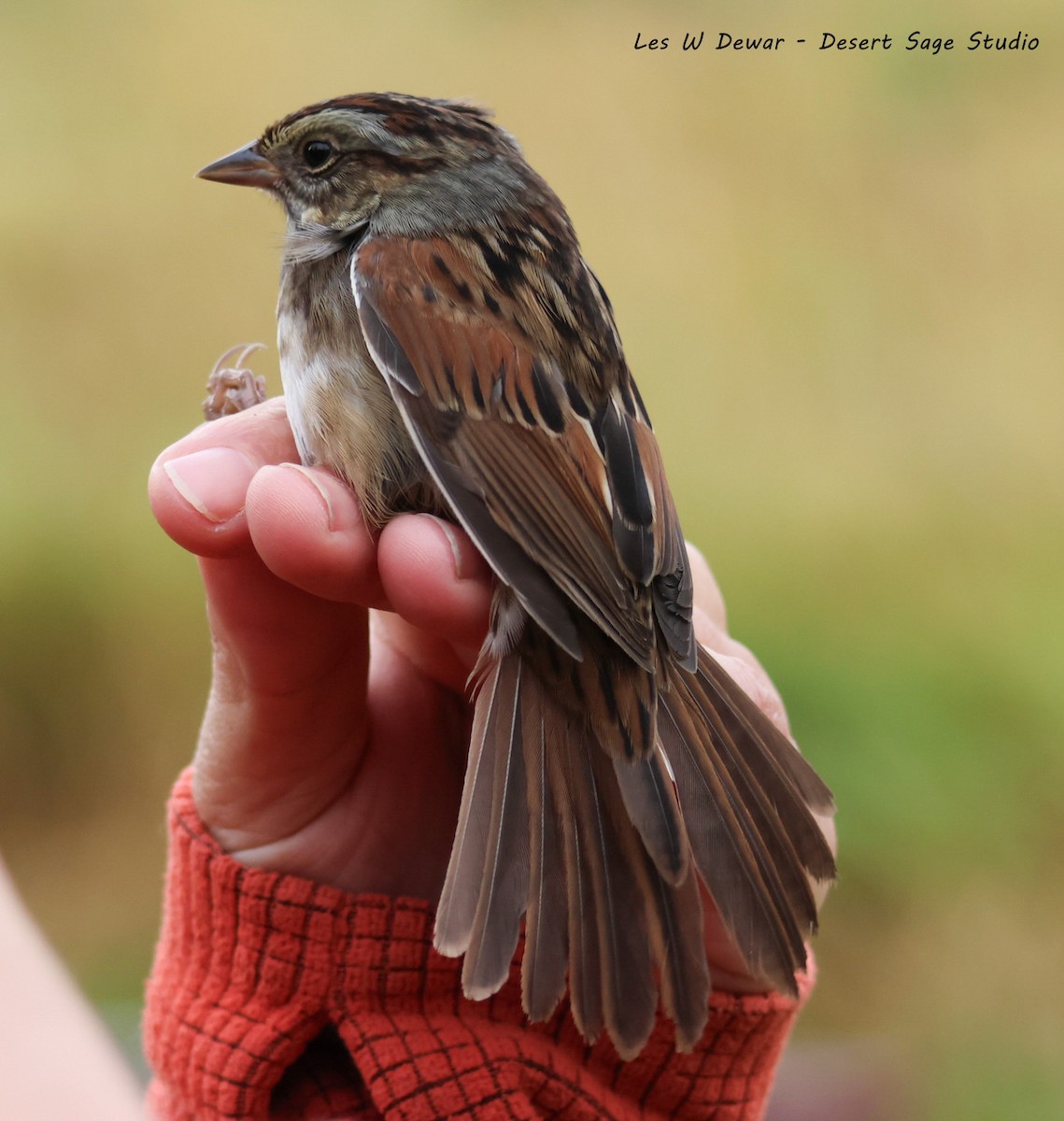 Swamp Sparrow - ML643438540