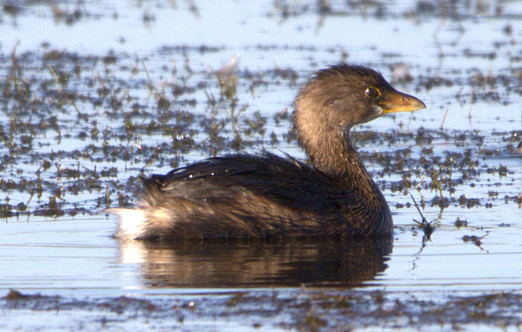 Pied-billed Grebe - ML643438542