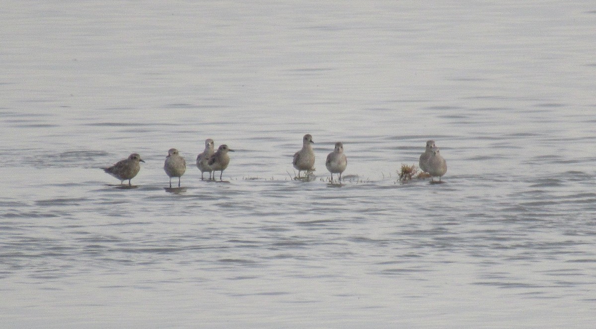 Black-bellied Plover - ML643438559