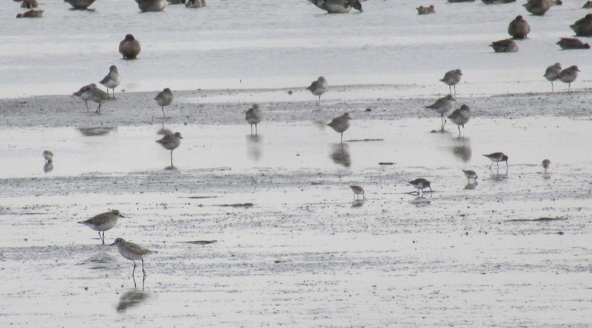 Black-bellied Plover - ML643438560