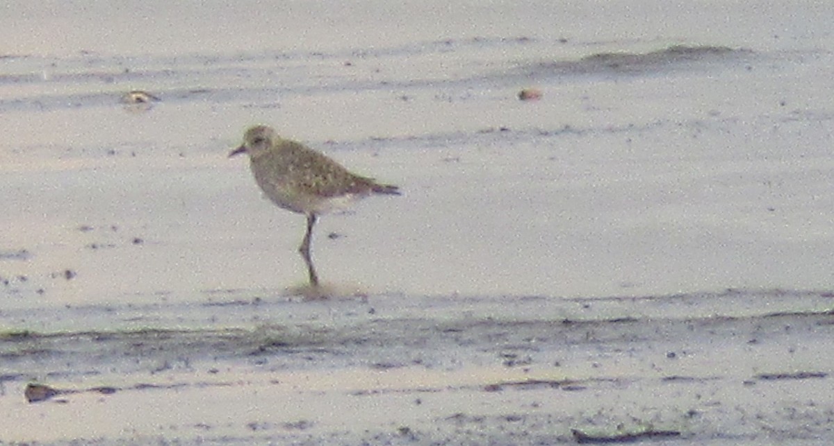 Black-bellied Plover - ML643438561
