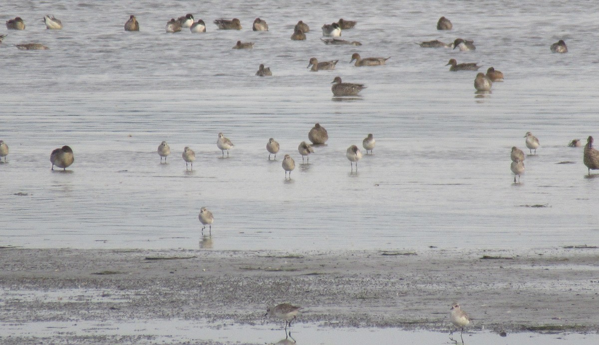 Black-bellied Plover - ML643438562