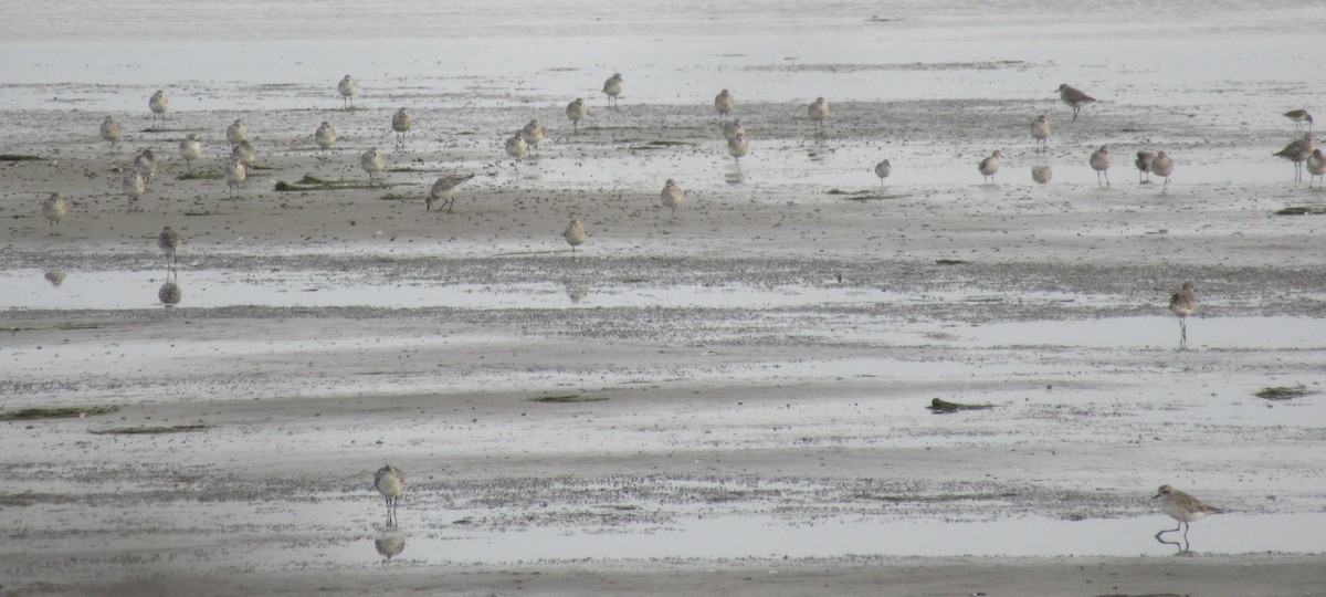 Black-bellied Plover - ML643438565