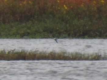 Northern Rough-winged Swallow - ML643438568