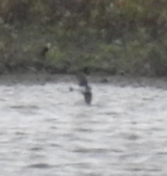 Northern Rough-winged Swallow - ML643438569