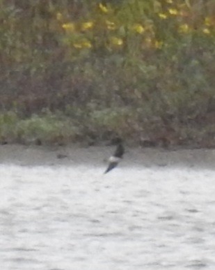 Northern Rough-winged Swallow - ML643438570