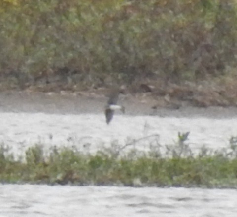 Northern Rough-winged Swallow - ML643438571