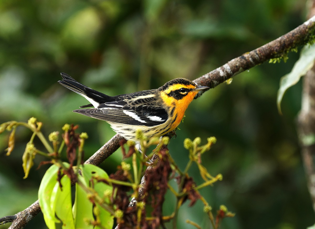Blackburnian Warbler - ML643438572