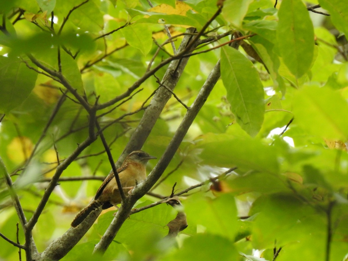 Carolina Wren - ML643438583