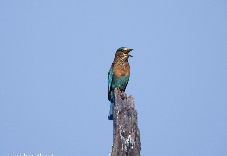 Indian Roller - ML643438591