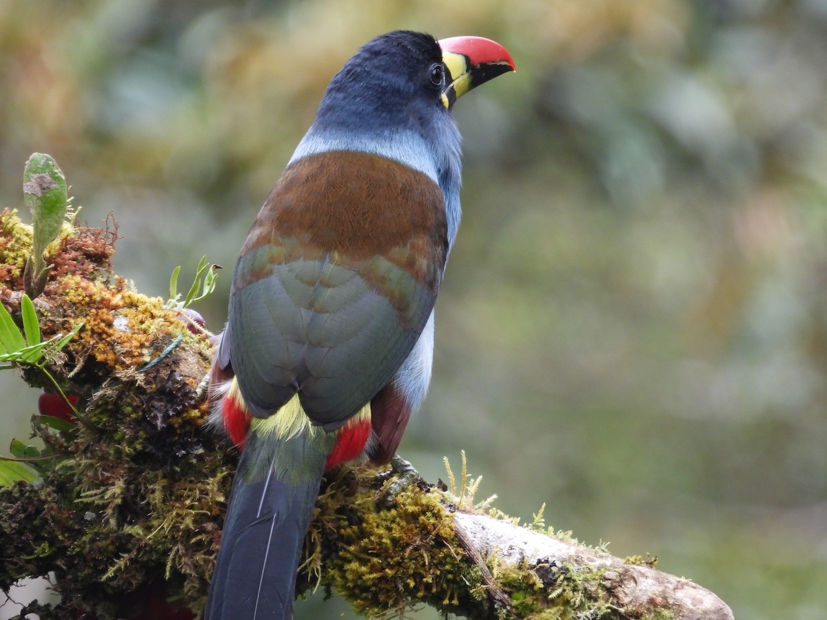 Gray-breasted Mountain-Toucan - ML643438592