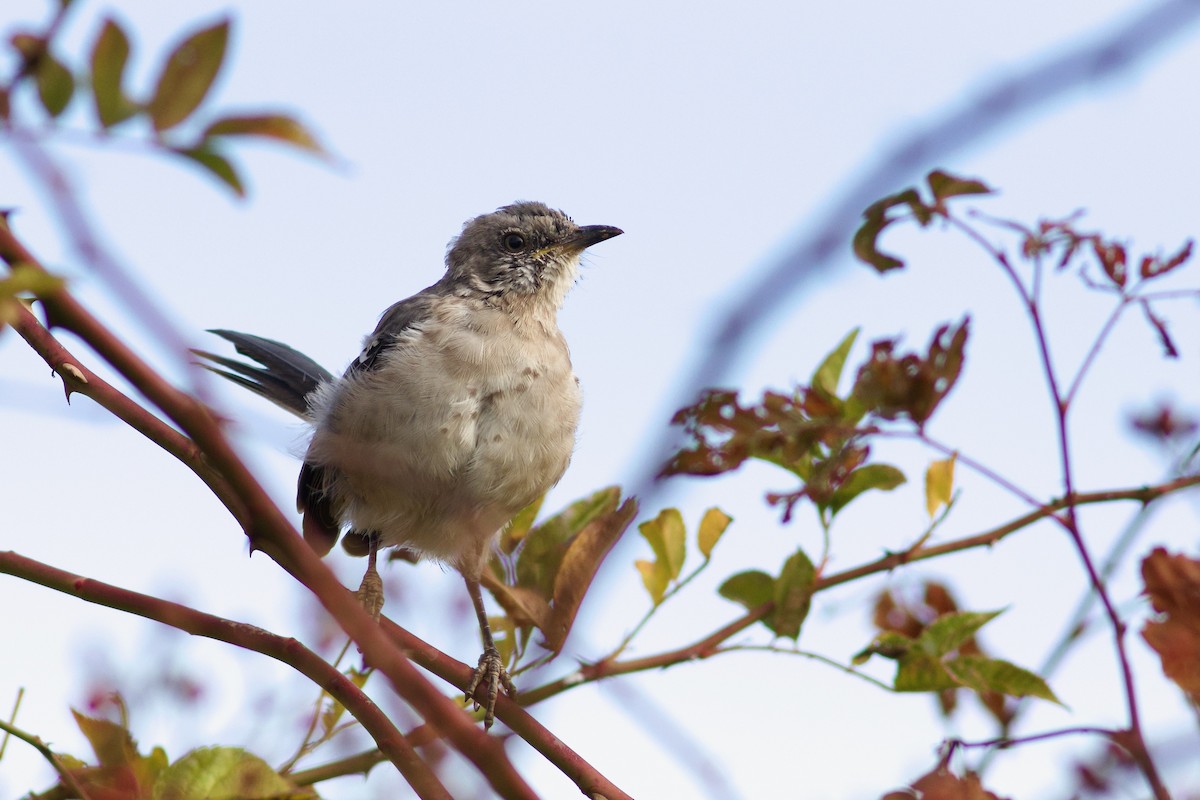 Northern Mockingbird - ML643438600
