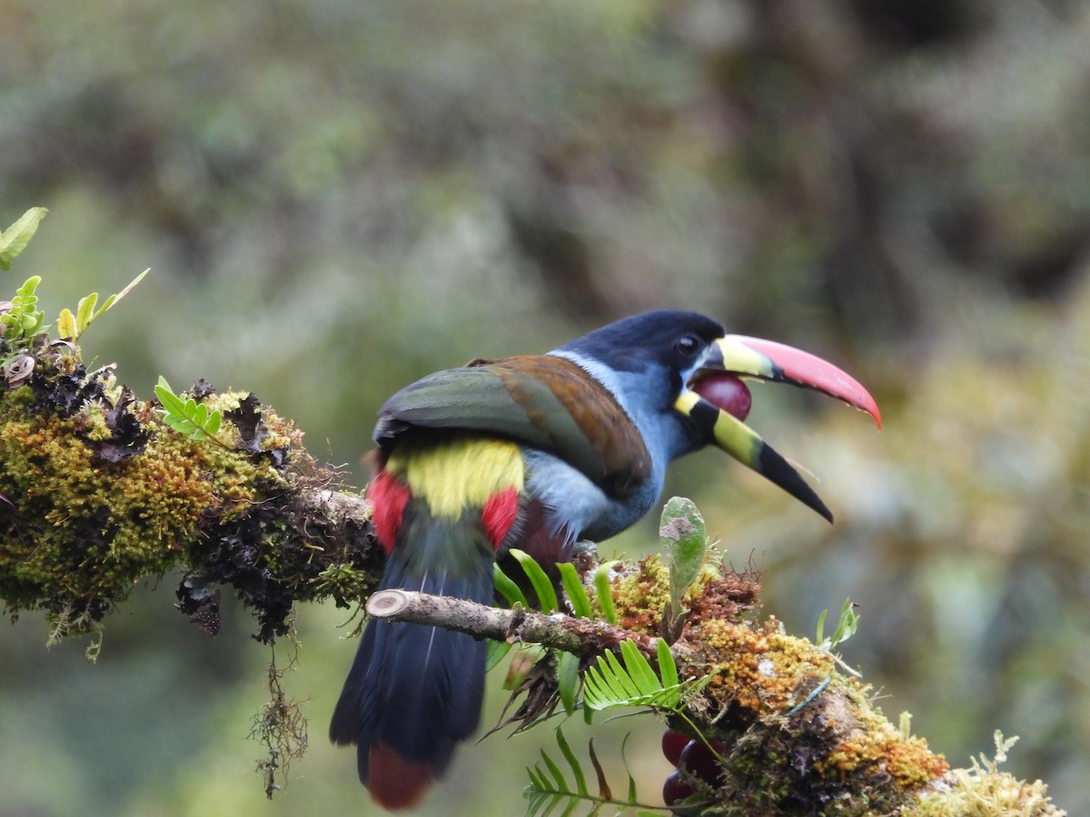 Gray-breasted Mountain-Toucan - ML643438605