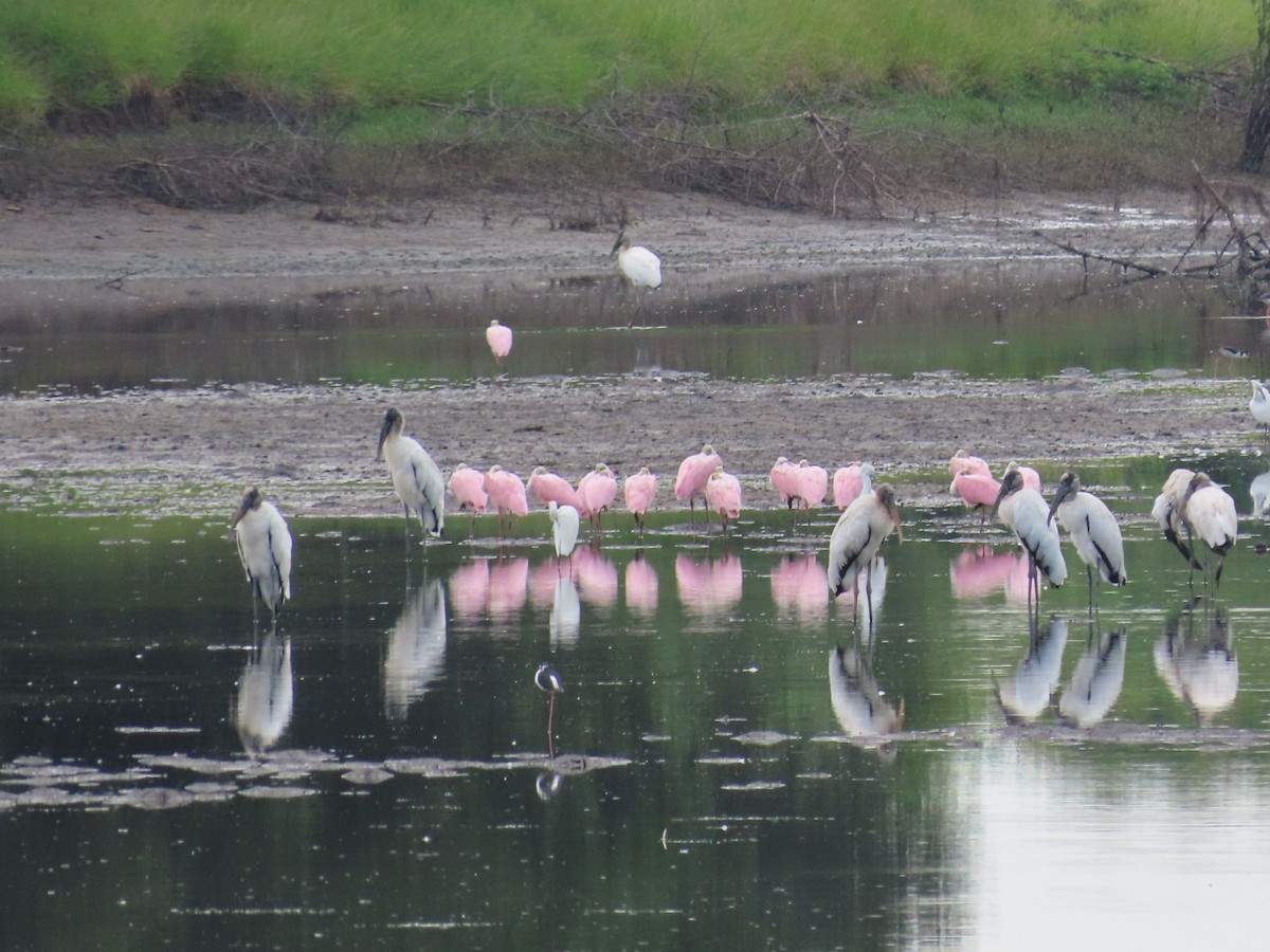 Roseate Spoonbill - ML643438625