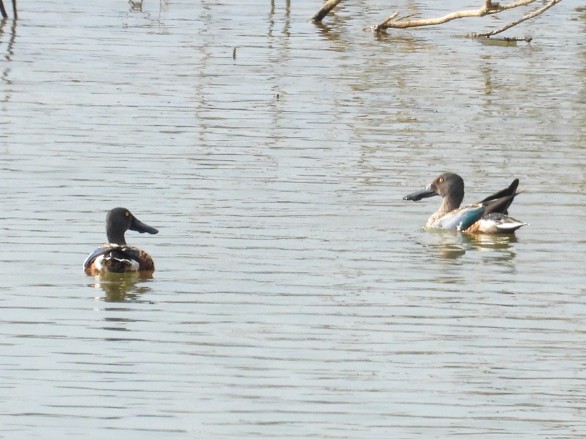 Canard souchet - ML643438630
