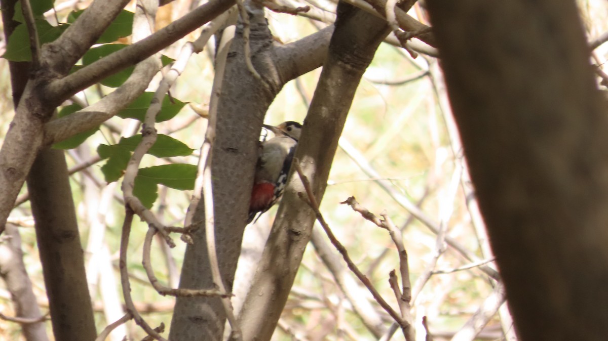 Syrian Woodpecker - ML643438636